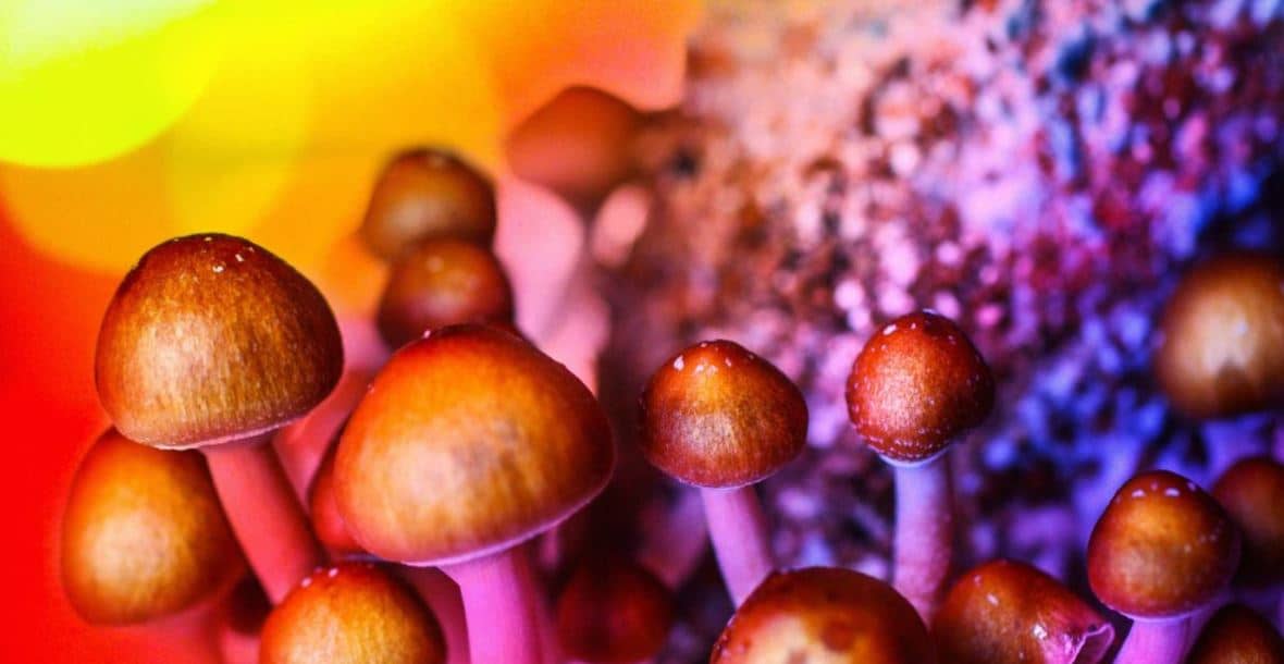 mushrooms